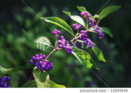 Murasakikibu Murasakikibu 12694846