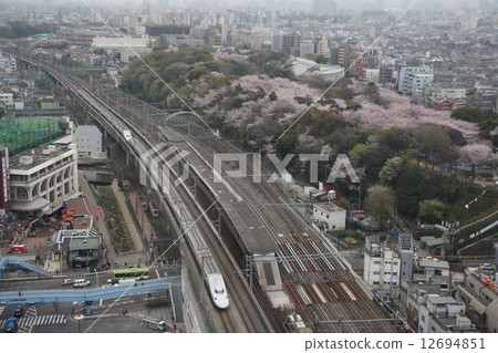Asukayama cherry blossoms and Tohoku Shinkansen E4 series (old paint) Asukayama cherry blossoms and Tohoku Shinkansen E4 series (old paint) 12694851