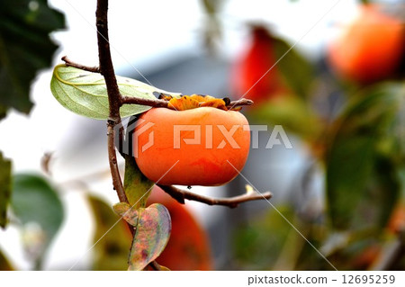 persimmon 12695259