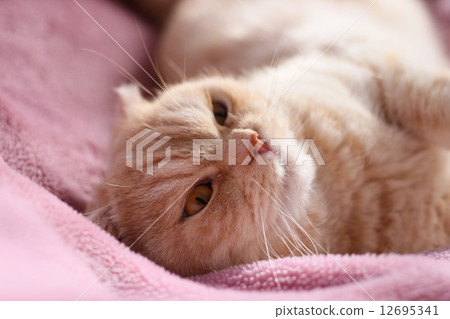 一隻說謊的貓 12695341