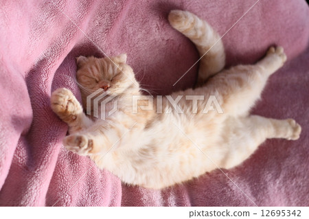 胃金塊貓 12695342