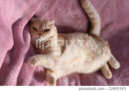 貓假裝跑 12695343