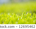 Green tea leaves 12695462