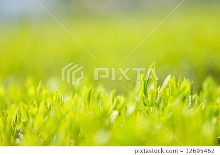 Green tea leaves 12695462