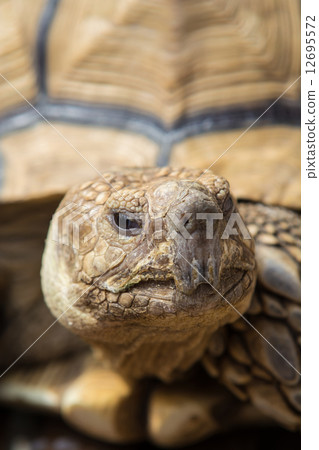 非洲鞭龜 12695572