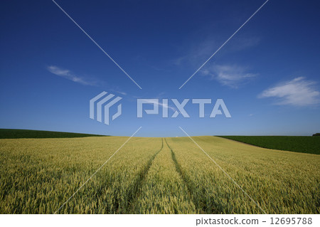 Hokkaido wheat hill 12695788