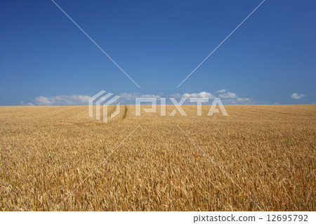 Hokkaido wheat near the harvest "Kima Himami no Oka" Hokkaido wheat near the harvest "Kima Himami no Oka" 12695792