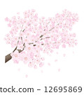 櫻桃樹 12695869
