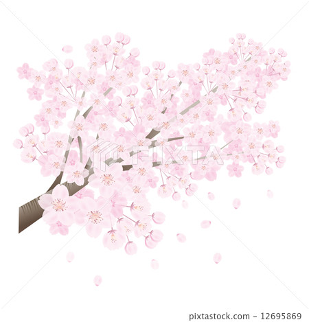 櫻桃樹 櫻桃樹 12695869