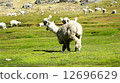 Alpaca 12696629
