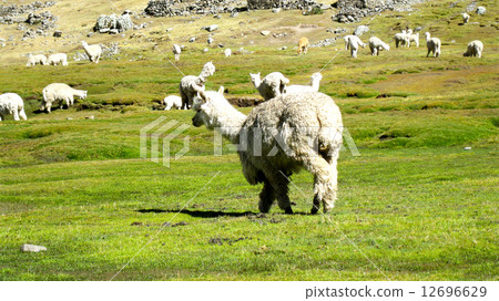 Alpaca Alpaca 12696629