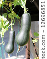 Gourd Pumpkin Gourd Pumpkin 12696851