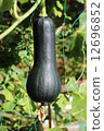 Gourd Pumpkin Gourd Pumpkin 12696852