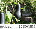 Gourd Pumpkin Gourd Pumpkin 12696853