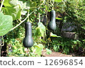 Gourd Pumpkin Gourd Pumpkin 12696854
