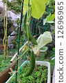 Cucumber Cucumber 12696965