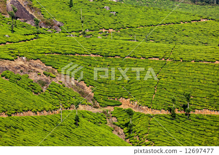 Green tea plantations in Munnar, Kerala, India 12697477