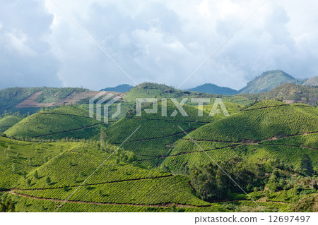 Tea plantations 12697497