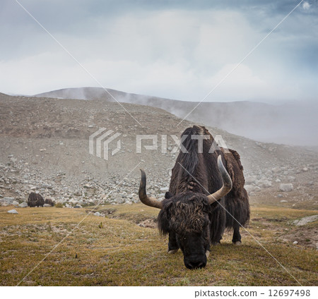 Yak grazing in Himalayas 12697498