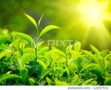 Tea bud and leaves 12697542