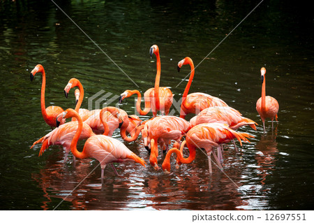 American Flamingo (Phoenicopterus ruber), Orange flamingo American Flamingo (Phoenicopterus ruber), Orange flamingo 12697551