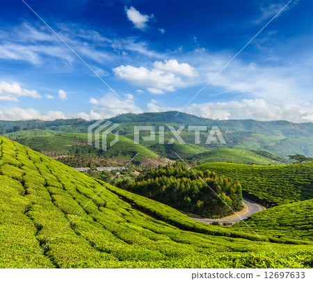 Green tea plantations in Munnar, Kerala, India 12697633