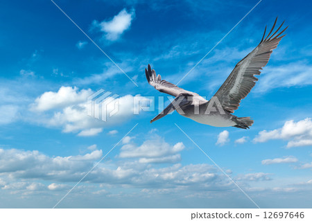 Brown Pelican Brown Pelican 12697646