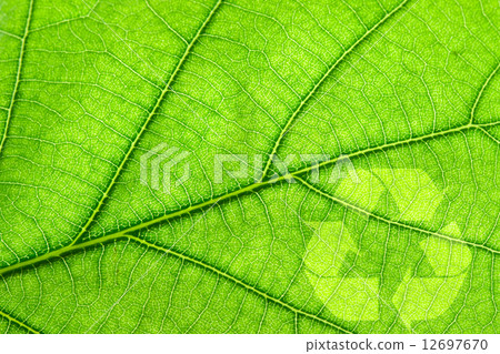 Recycling symbol on leaf 12697670