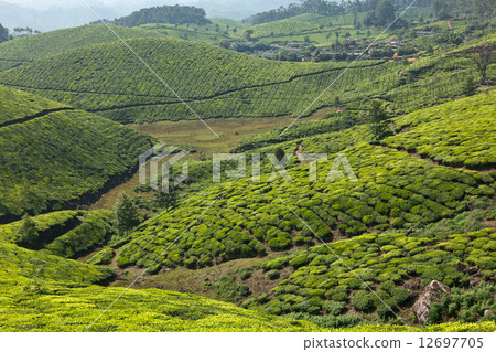 Tea plantations 12697705