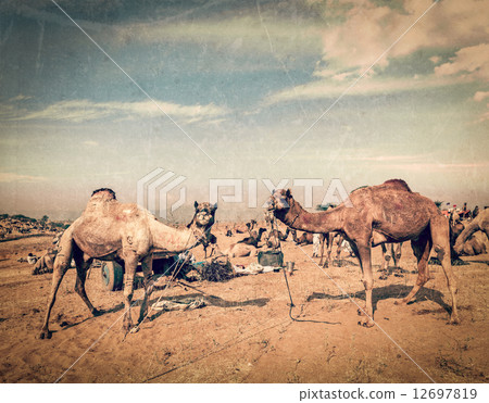 Camels at Pushkar Mela, Rajasthan, India 12697819