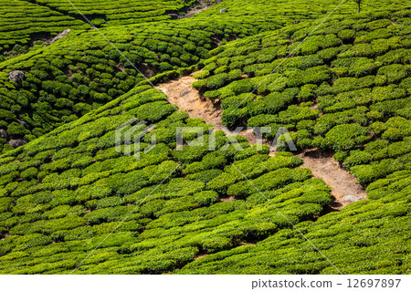 Green tea plantations in Munnar, Kerala, India 12697897