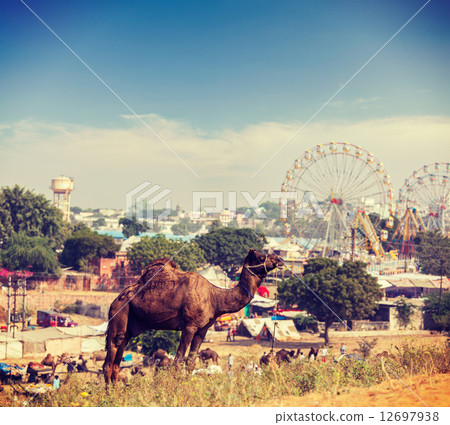 Camels at Pushkar Mela (Pushkar Camel Fair), India Camels at Pushkar Mela (Pushkar Camel Fair), India 12697938