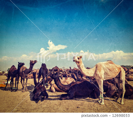 Camels at Pushkar Mela (Pushkar Camel Fair), India 12698033