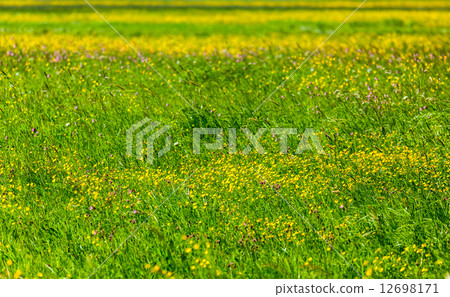 Spring summer background- blooming field Spring summer background- blooming field 12698171