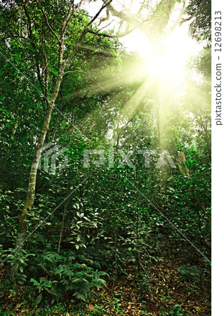 Sunlight in tropical jungle forest 12698213