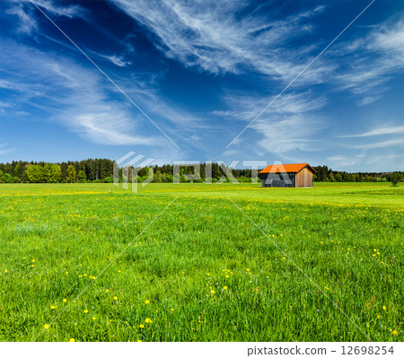 Summer meadow 12698254