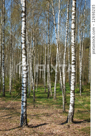 Birch grove Birch grove 12698285