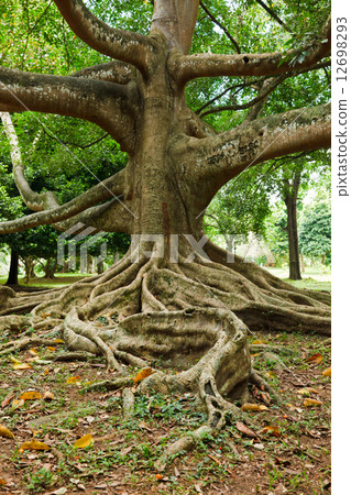Tree roots Tree roots 12698293