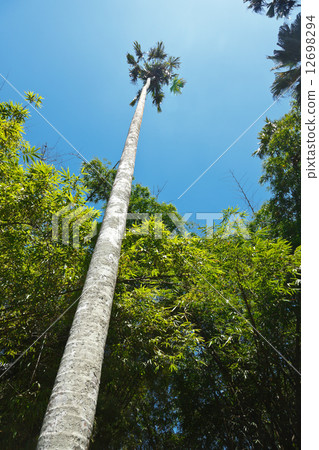 Tall palm 12698294