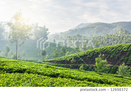 Green tea plantations in Munnar, Kerala, India 12698372