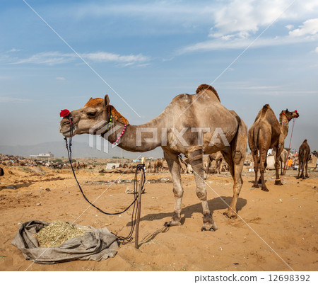 Camels at Pushkar Mela (Pushkar Camel Fair), India 12698392