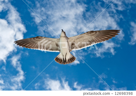 Seagull flying Seagull flying 12698398