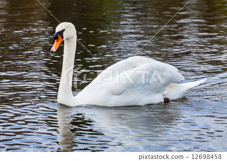 Mute Swan Cygnus olor in lake Mute Swan Cygnus olor in lake 12698458