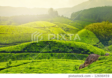 Tea plantations Tea plantations 12698459