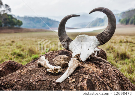 Gaur (Indian bison) skull with horns and bones 12698473