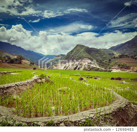 Rice plantations. Vietnam Rice plantations. Vietnam 12698483