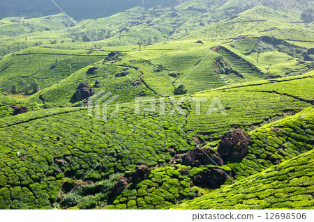 Tea plantations Tea plantations 12698506