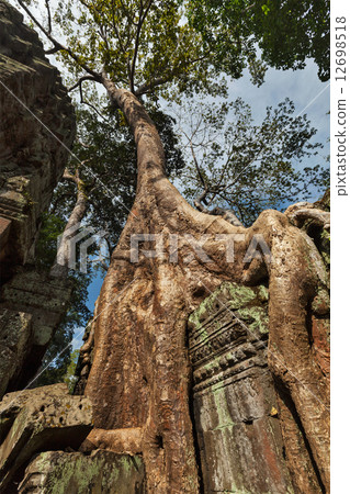 Ancient ruins and tree roots, Ta Prohm temple, Angkor, Cambodia Ancient ruins and tree roots, Ta Prohm temple, Angkor, Cambodia 12698518