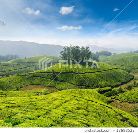 Tea plantations 12698522