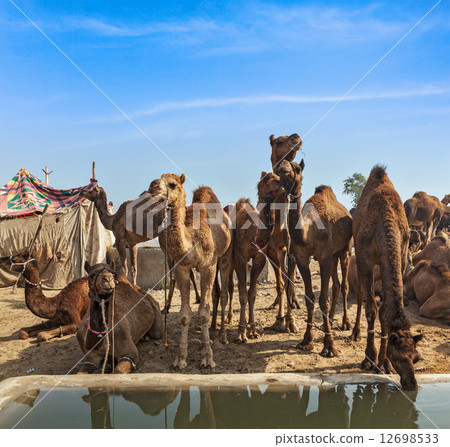 Camels at Pushkar Mela (Pushkar Camel Fair), India 12698533